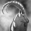 Horns